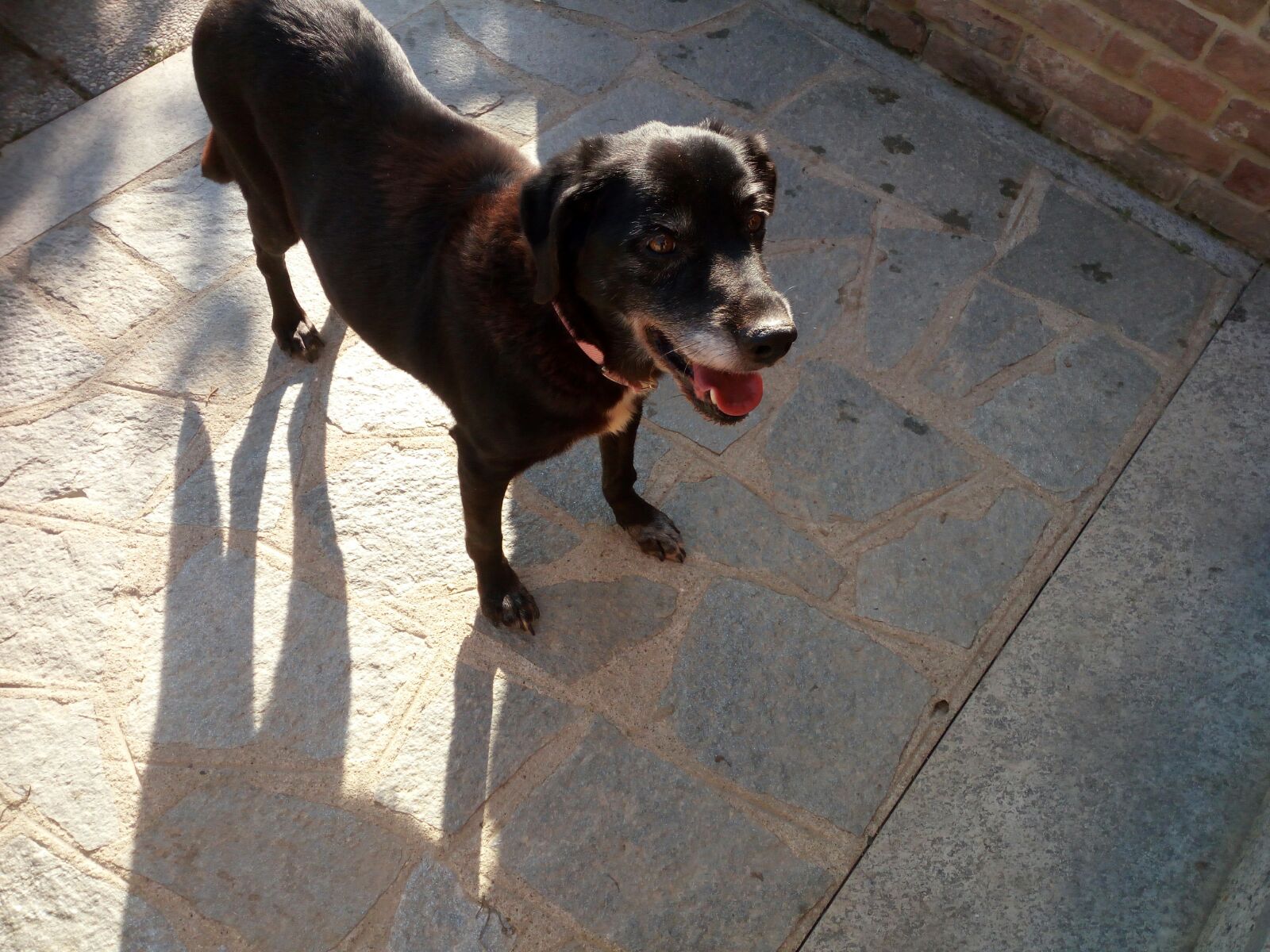 Fotografia del momento dell'adozione