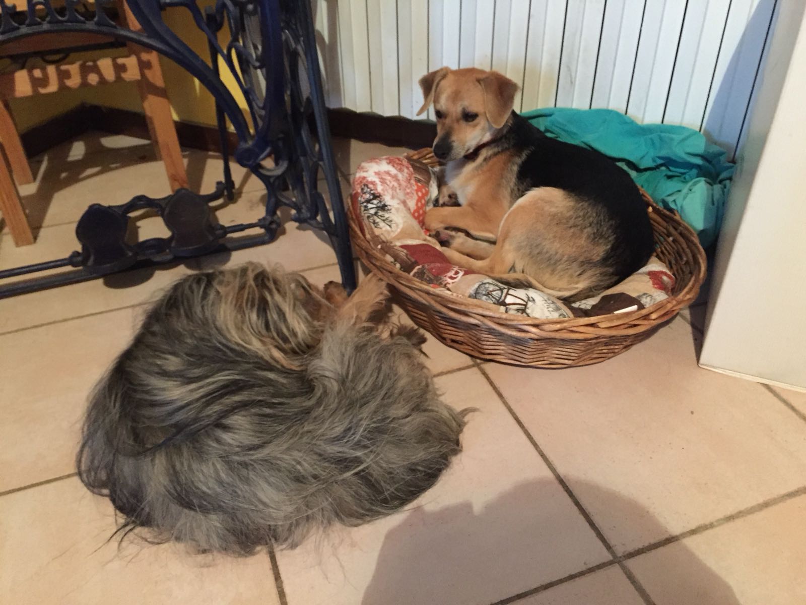 Fotografia del momento dell'adozione