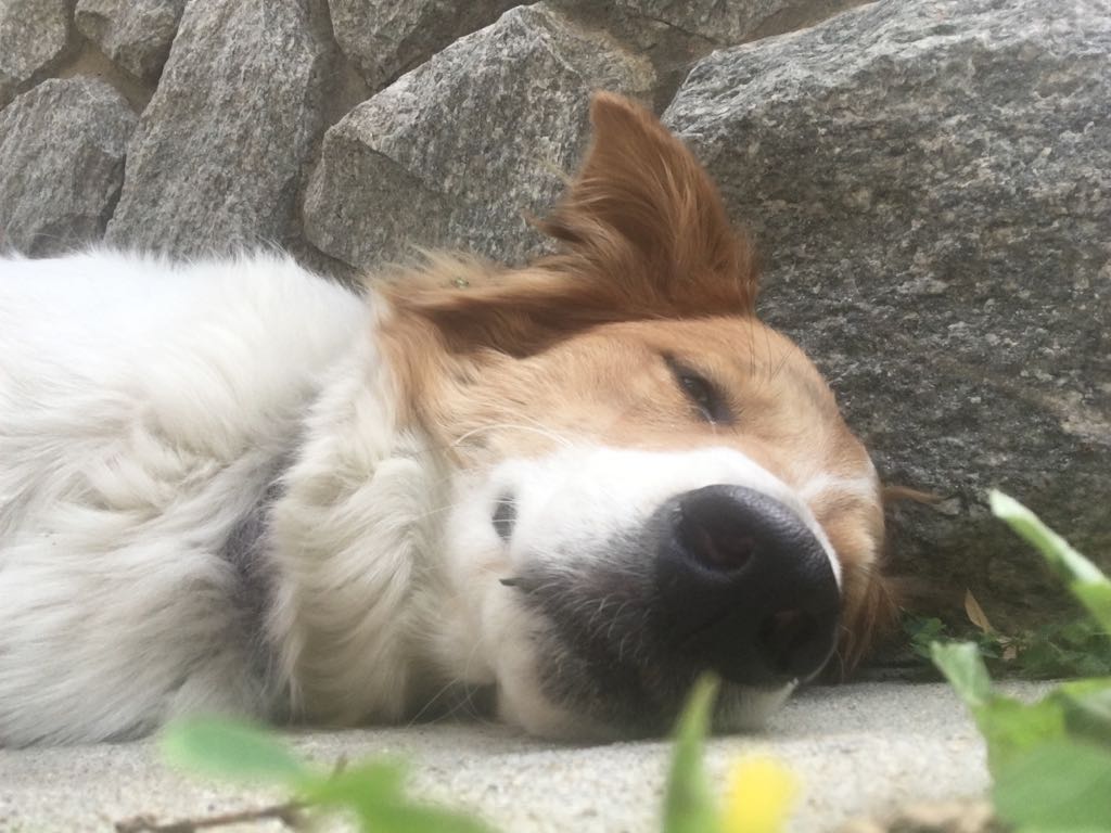 LUPPOLO