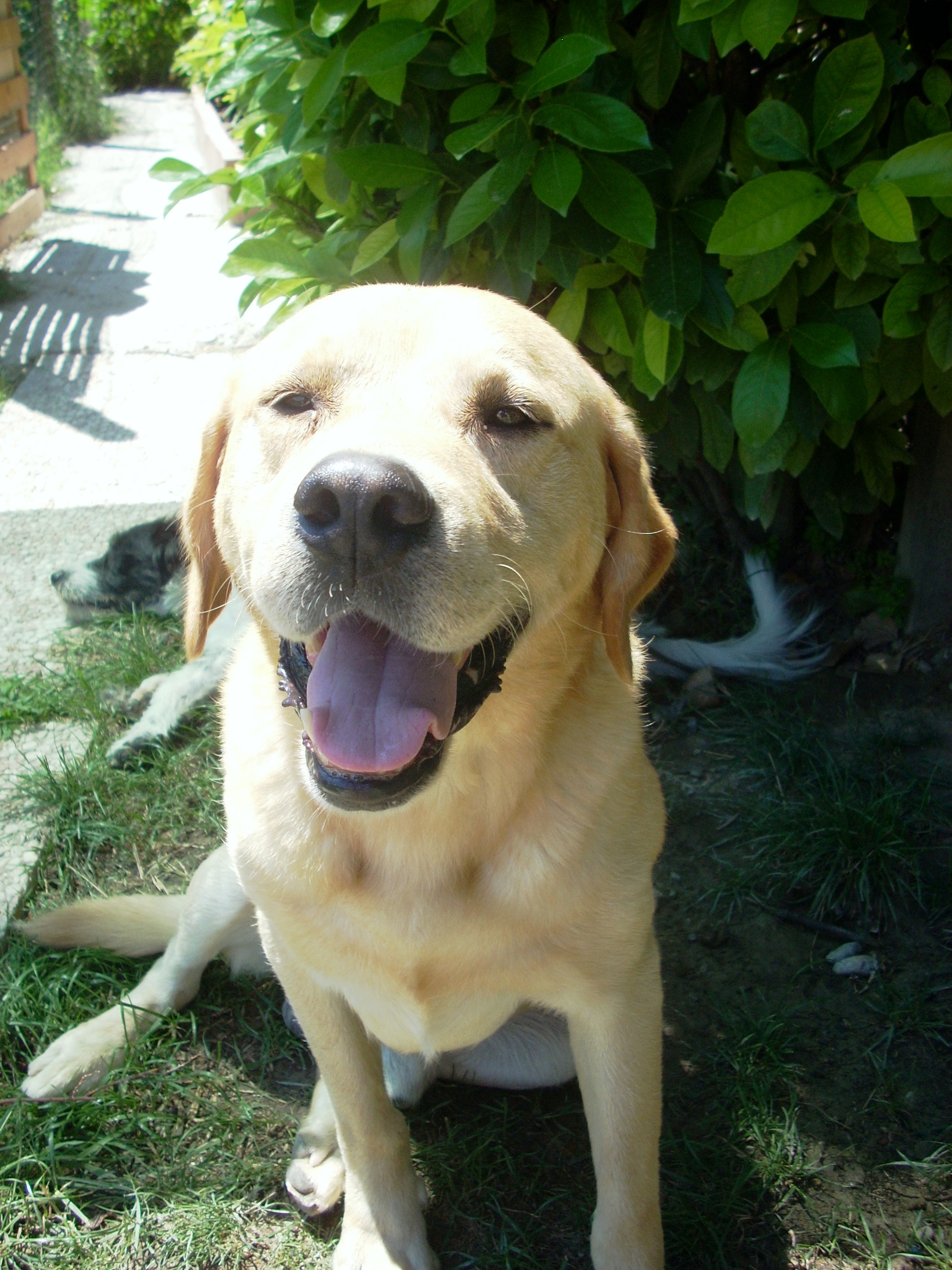 Sorridi 