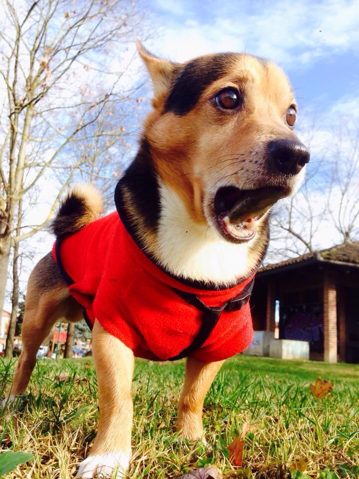Dixie