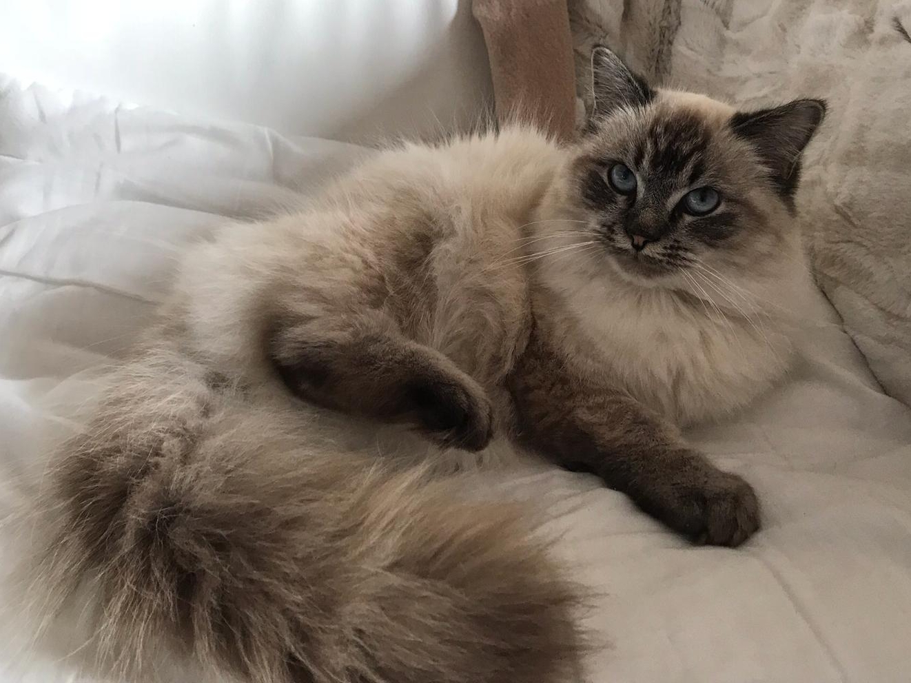 MIA