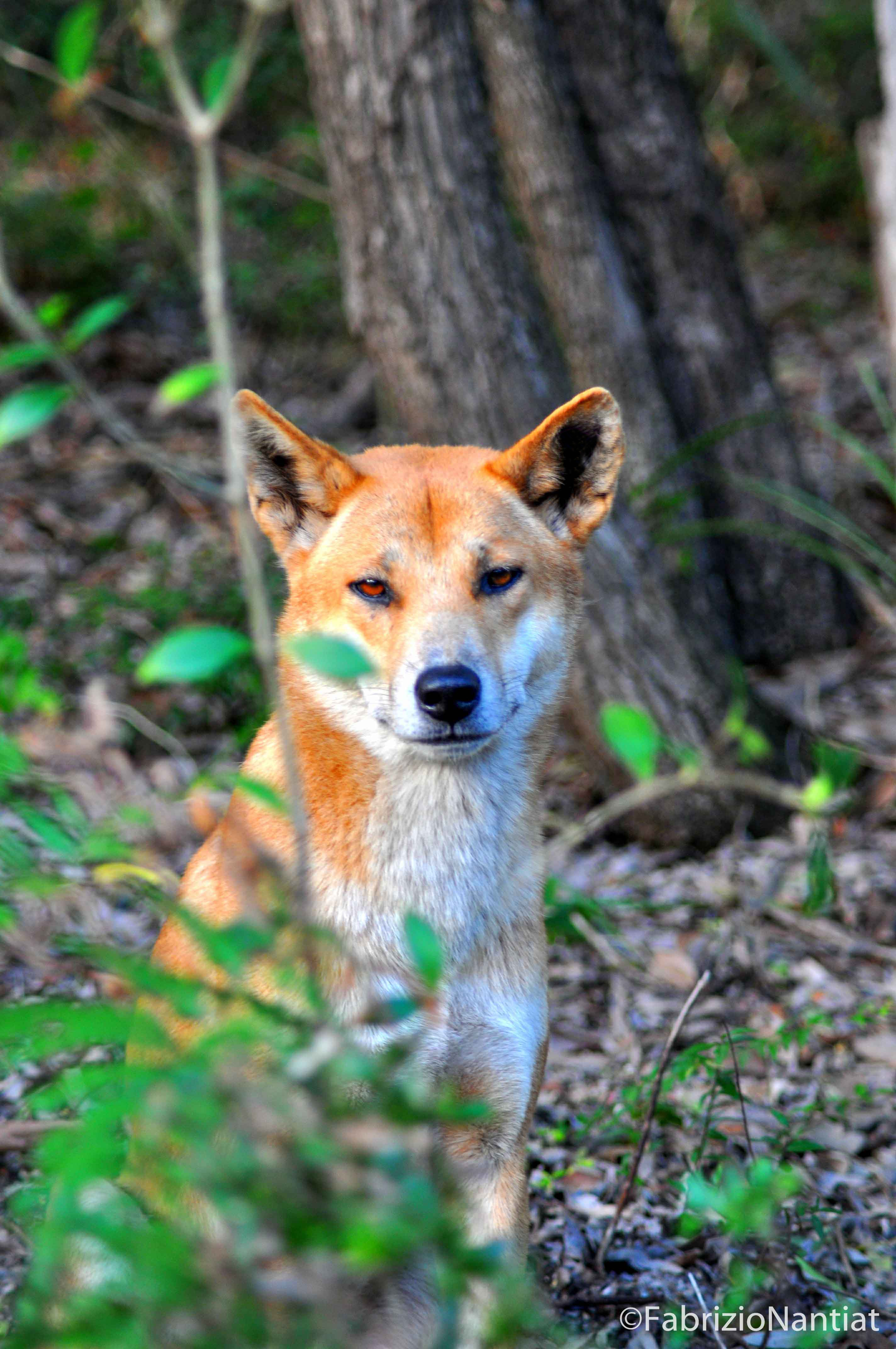 DINGO