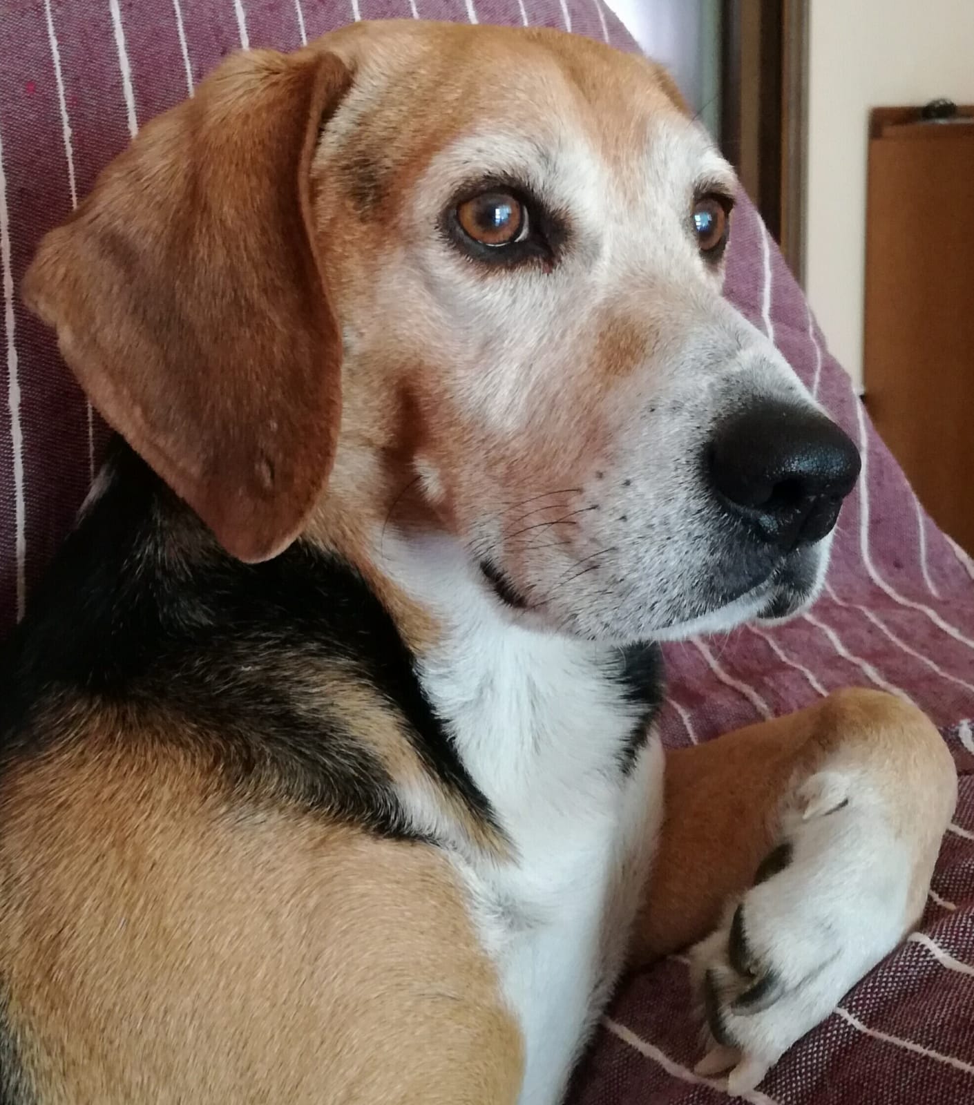 UGO