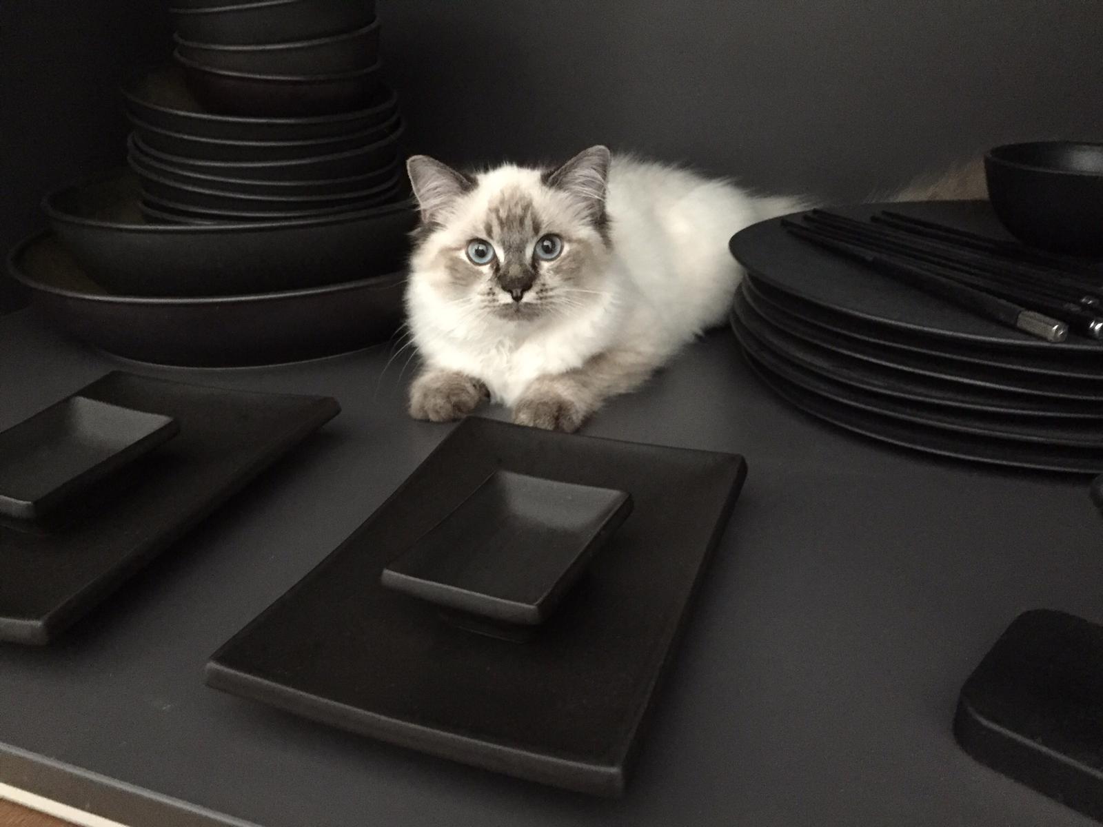 MIA