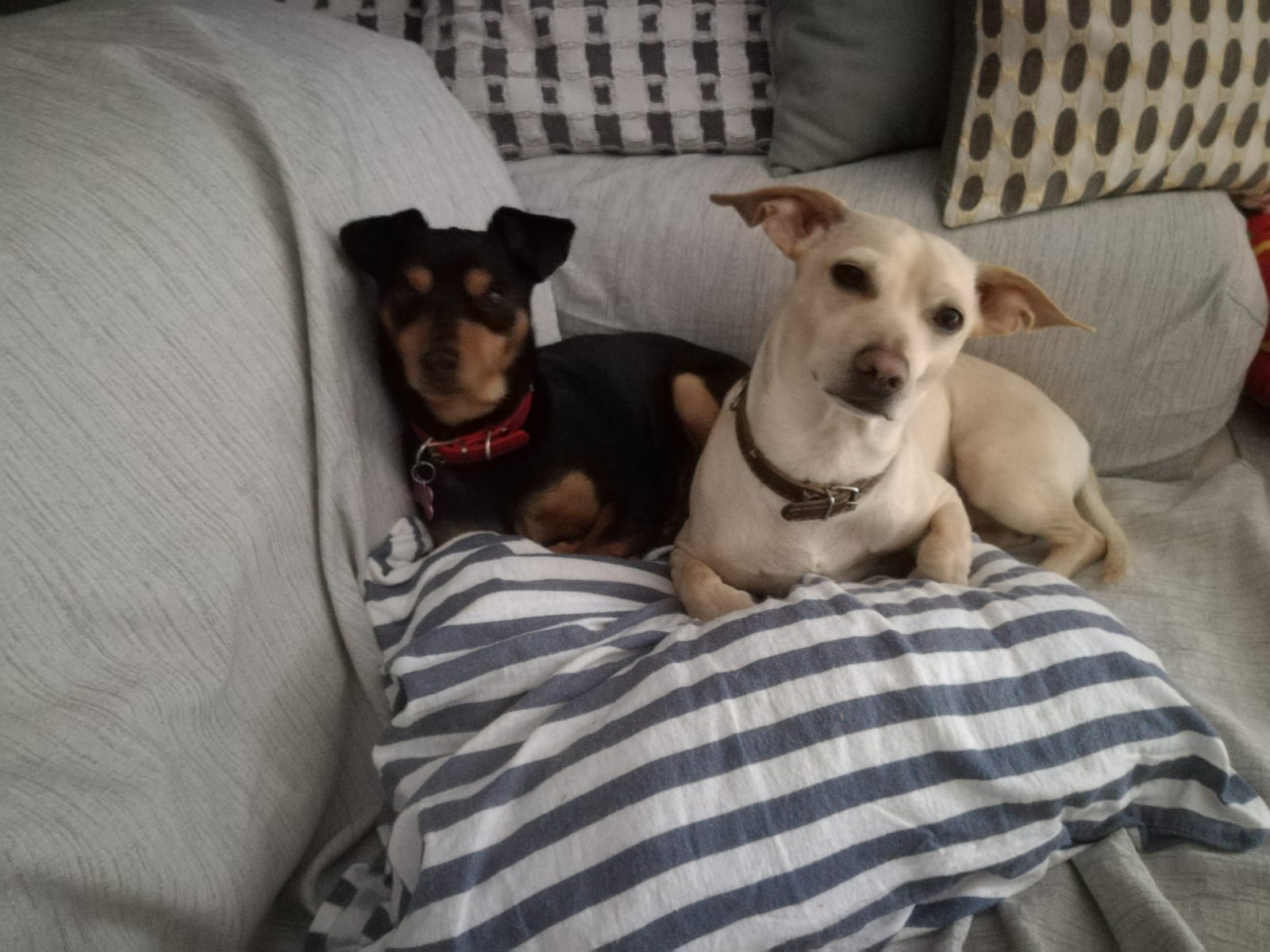 CHICCO E ZARA