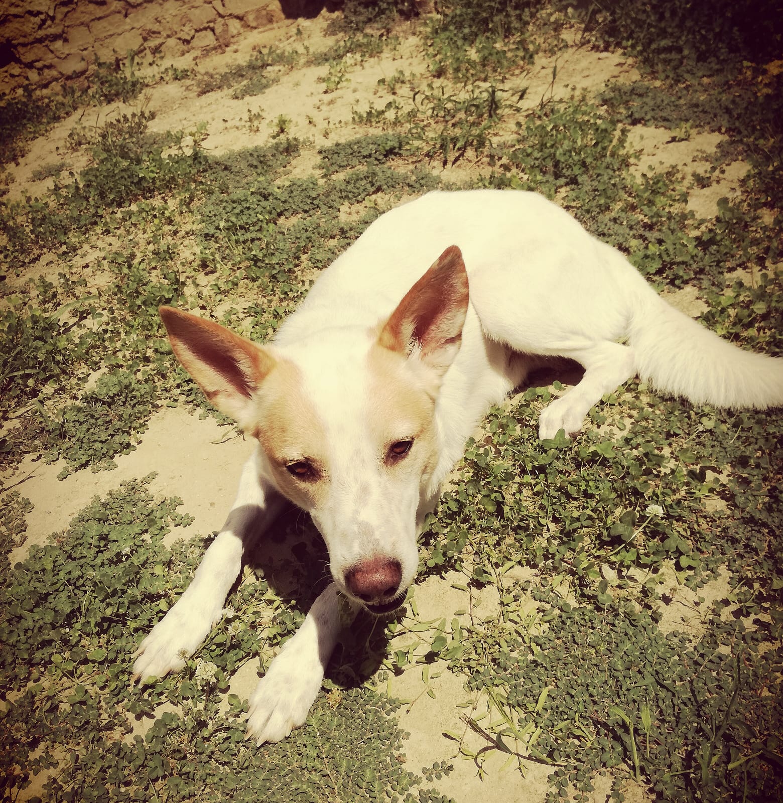 COCO
