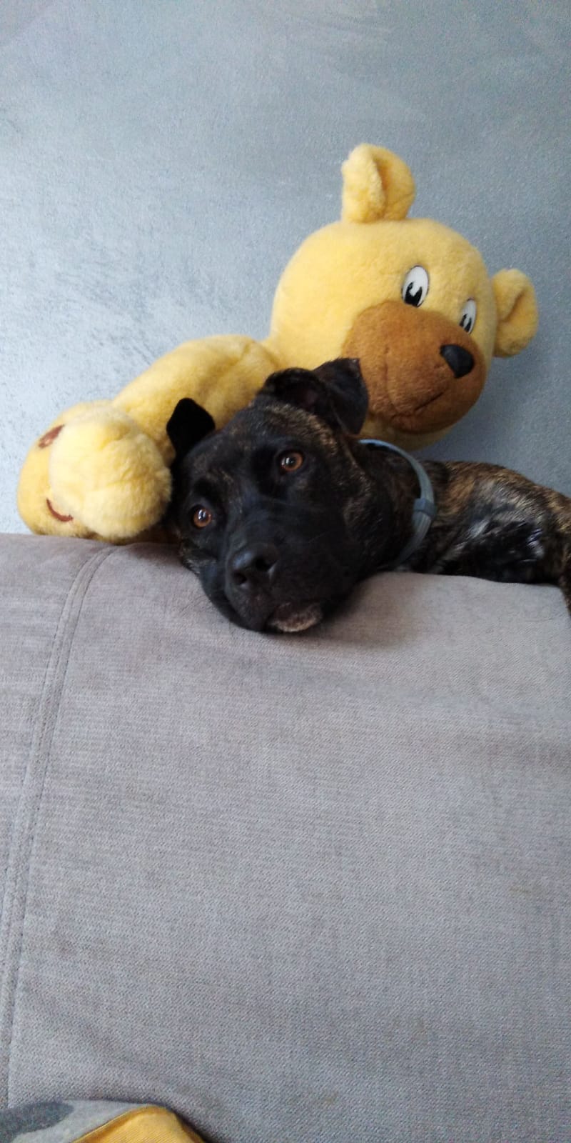 MAJA