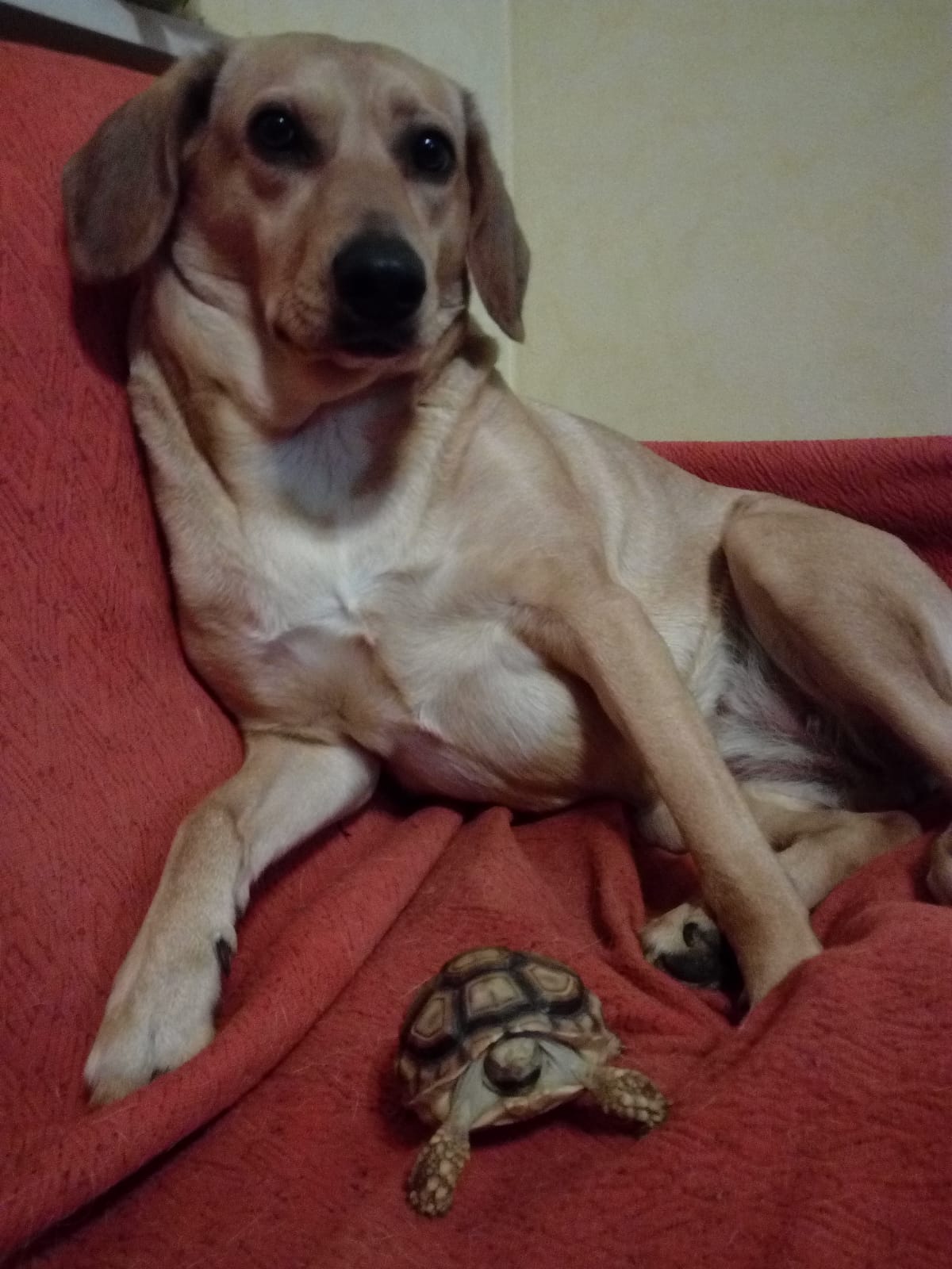 nocciola e susi
