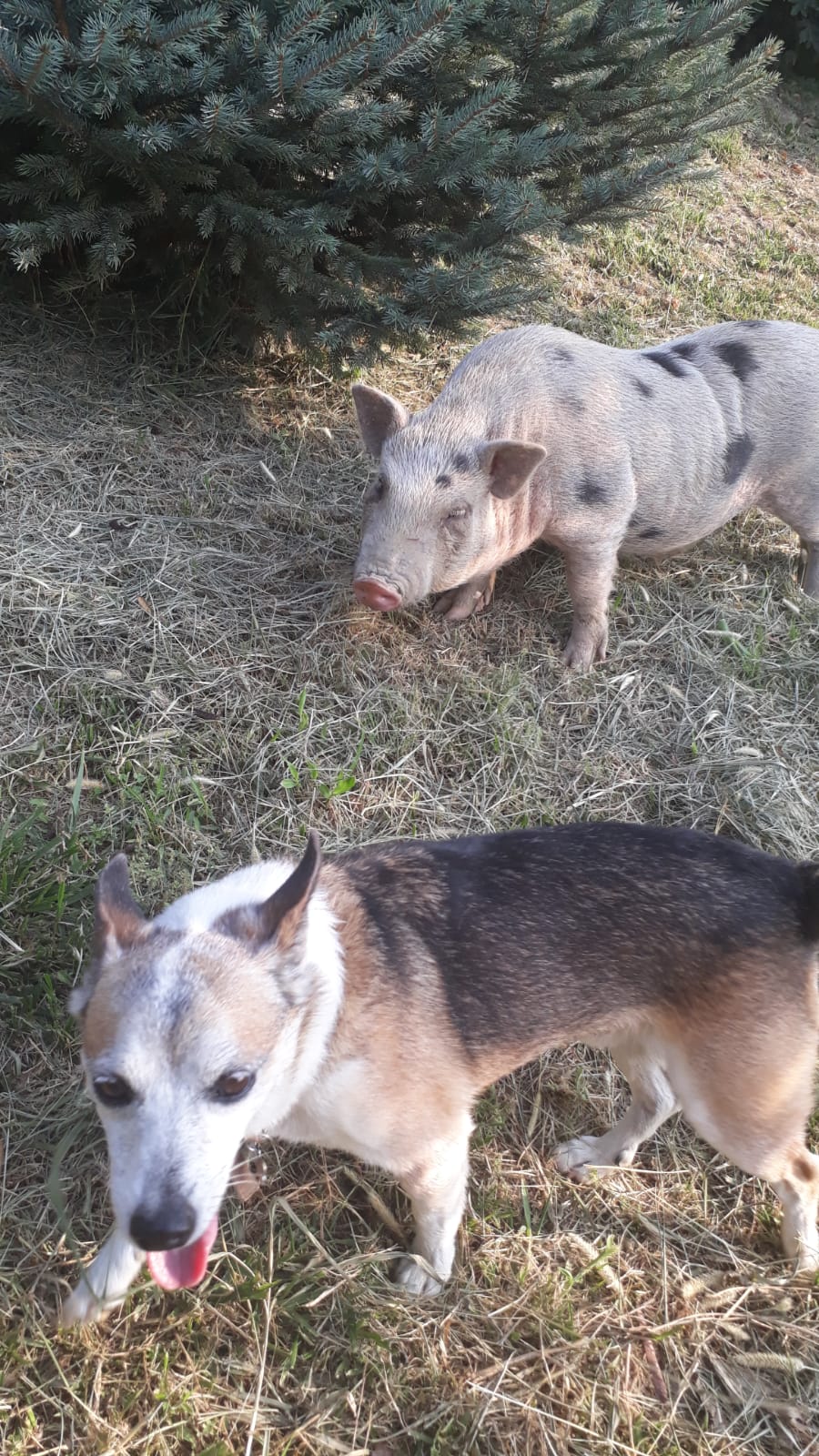 PUFFO E PORKY
