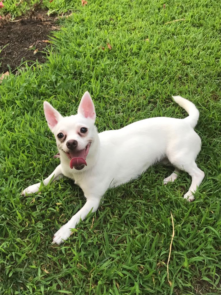 MAYA