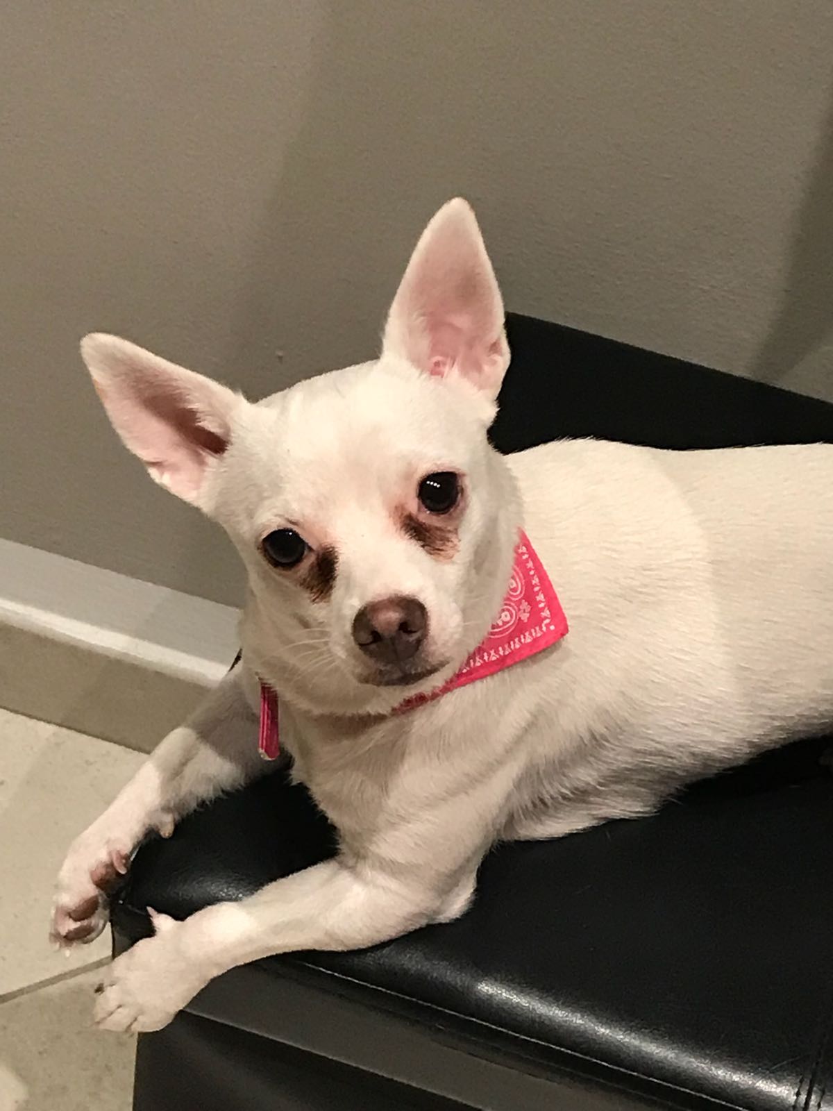 MAYA