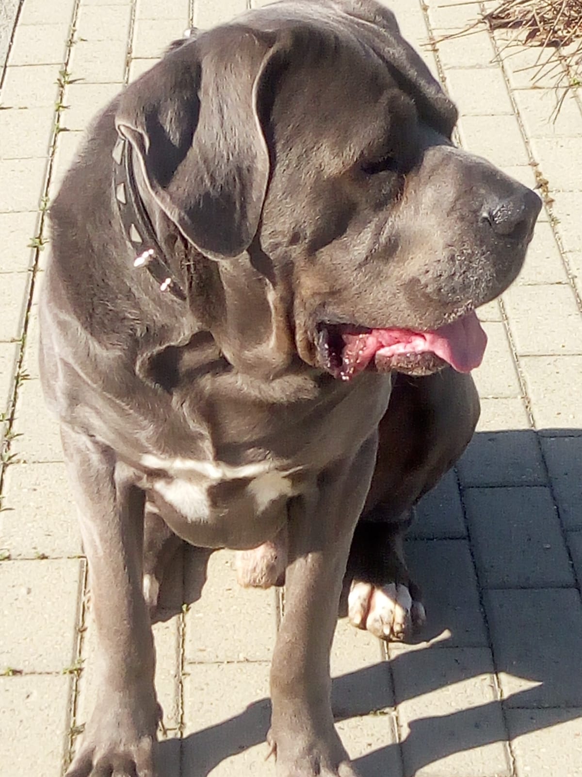 MAX