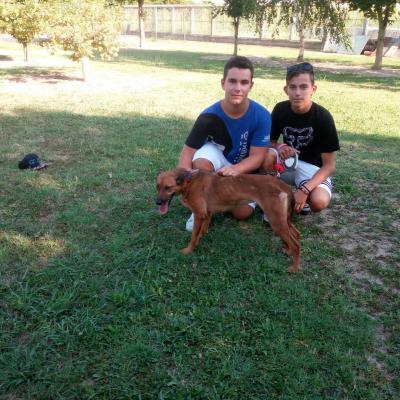 Cane adottato