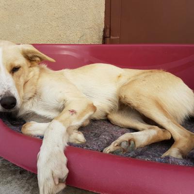 Anita, adottata dalla nostra volontaria Cinzia, riposa beata nella sua nuova casa