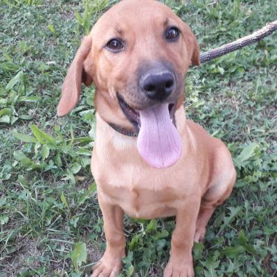 Il sorriso dolcissimo di Lella , felice per aver trovato una nuova casa