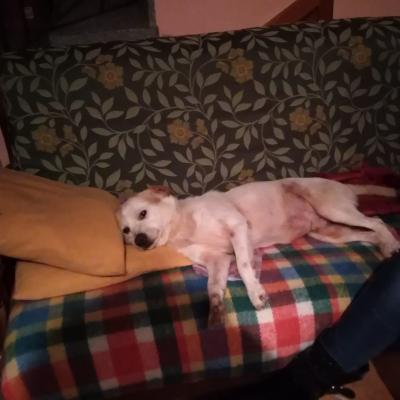 romolo