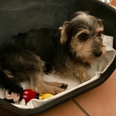 ciro