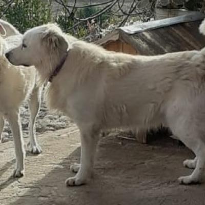 Magnifico! Anche Fiocco ci lascia per una nuova vita ... e in buona compagnia